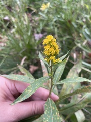 Solidago gigantea
