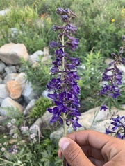 Delphinium glaucum