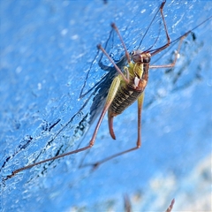 Mactruchus ischnodus