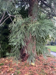 Sequoiadendron