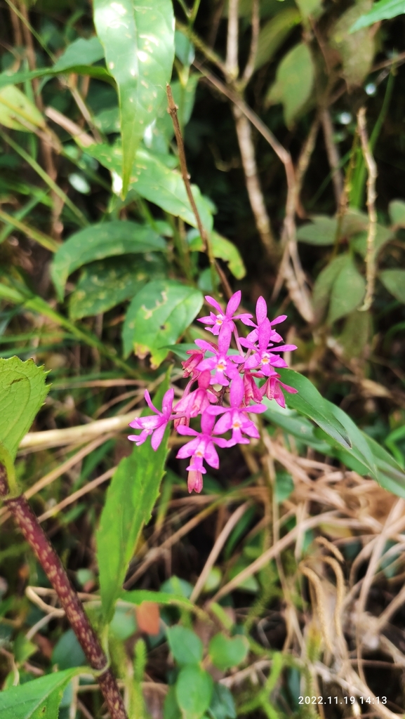 Epidendrum edwardsii Ames