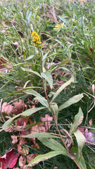 Solidago gigantea