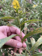 Solidago gigantea