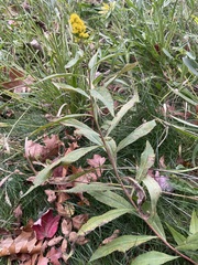Solidago gigantea