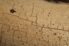 Hyphodontia arguta