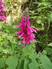 Salvia iodantha