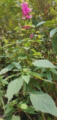 Salvia iodantha