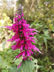 Salvia iodantha