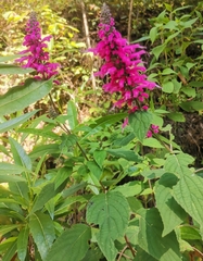 Salvia iodantha