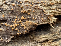 Hydropisphaera peziza