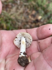 Inocybe geophylla