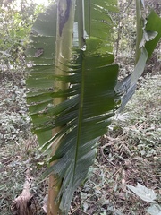 Musa × paradisiaca