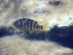 Mayaheros urophthalmus