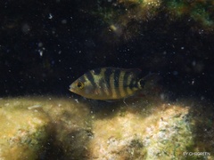 Mayaheros urophthalmus