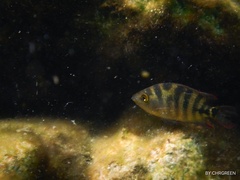 Mayaheros urophthalmus