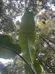 Musa × paradisiaca