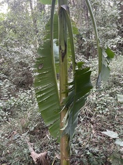 Musa × paradisiaca