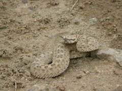 Bothrops ammodytoides