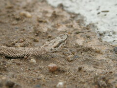 Bothrops ammodytoides