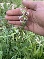 Penstemon pratensis