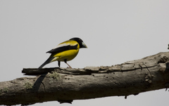 Coccothraustes abeillei