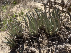 Dudleya edulis