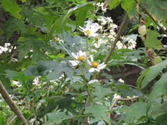 Montanoa grandiflora