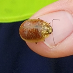 Paropsisterna cloelia