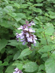 Salvia glabra