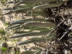 Dudleya edulis