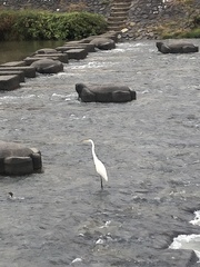Ardea alba