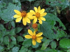 Hymenostephium cordatum