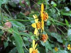 Hymenostephium cordatum