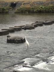 Ardea alba
