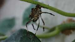 Halyomorpha halys