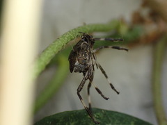 Halyomorpha halys
