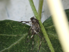 Halyomorpha halys