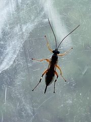 Itoplectis conquisitor