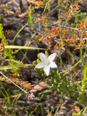 Philotheca queenslandica