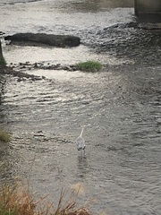 Ardea cinerea