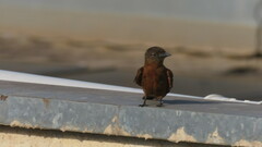 Hirundinea ferruginea