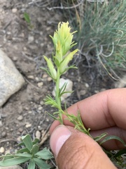 Castilleja flava flava