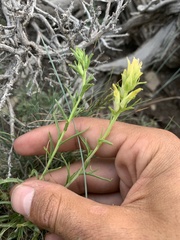 Castilleja flava flava