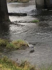 Ardea cinerea