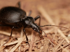 Scaphinotus punctatus