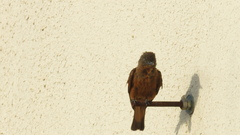 Hirundinea ferruginea