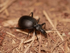 Scaphinotus punctatus