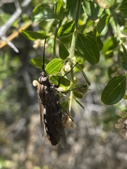 Mycteromyia conica