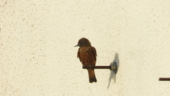 Hirundinea ferruginea