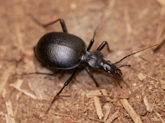 Scaphinotus punctatus